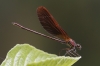 J01_2525 Calopteryx haemorrhoidalis mal